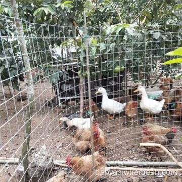 Mesh filo saldato in acciaio zincato per gabbie di pollo